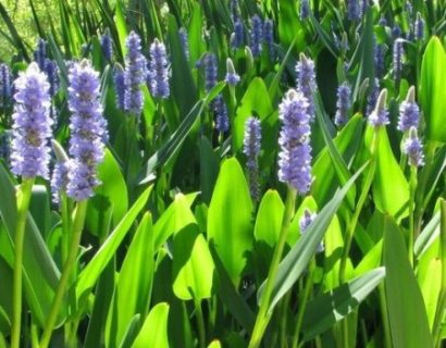 Pontederia lanceolata - reuze snoekkruid