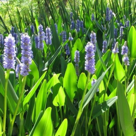 Pontederia lanceolata - reuze snoekkruid