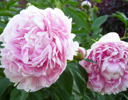 Paeonia lactiflora ‘Sarah Bernhardt’ (grote pot) - ridderspoor