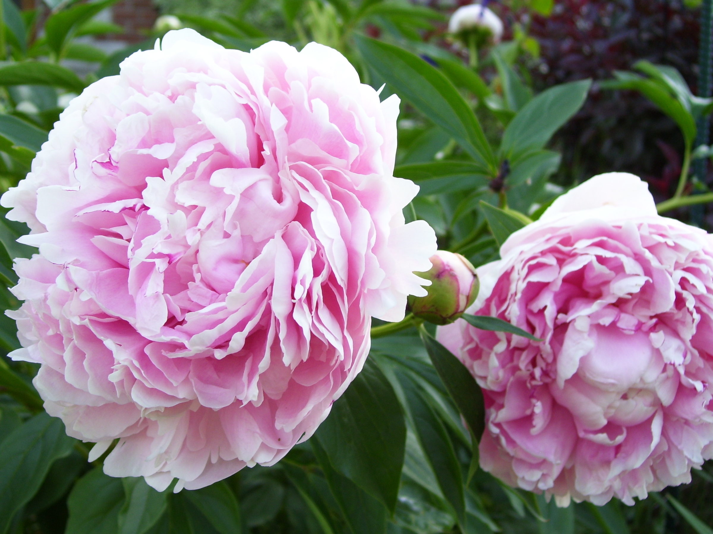 Paeonia lactiflora ‘Sarah Bernhardt’ (grote pot) - 