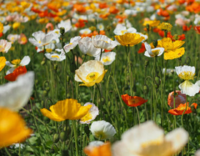 Papaver nudicaule - klaproos