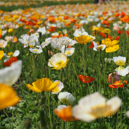 Papaver nudicaule - klaproos