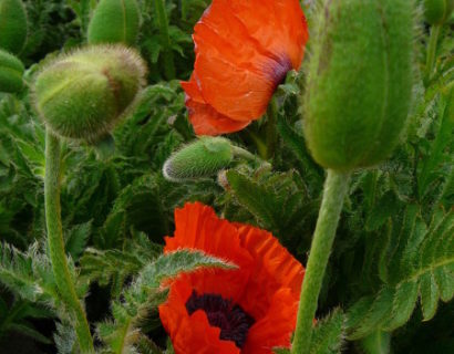 Papaver orientale ‘Brilliant’ - klaproos