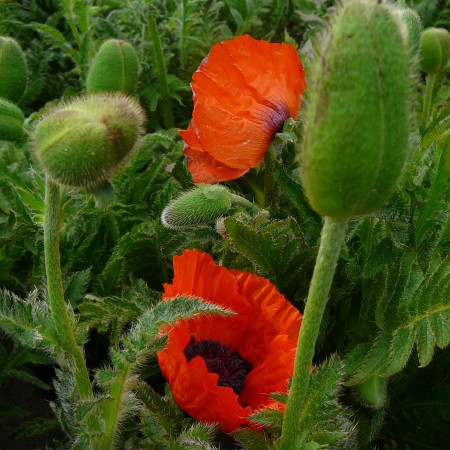 Papaver orientale ‘Brilliant’ - klaproos