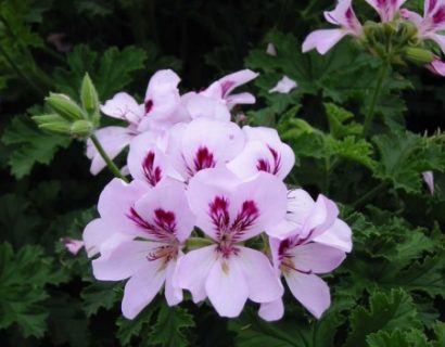 Pelargonium ‘Citriodorum’ - citroengeranium