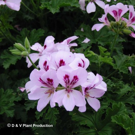 Pelargonium ‘Citriodorum’ - citroengeranium