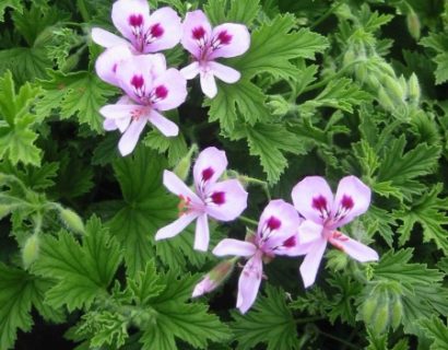 Pelargonium ‘Citronella’ - citroengeranium