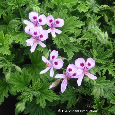 Pelargonium ‘Citronella’ - citroengeranium