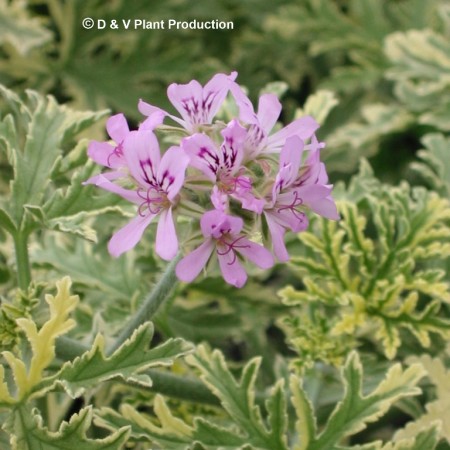 Pelargonium ‘Lady Plymouth’ - rozen-muntgeurgeranium