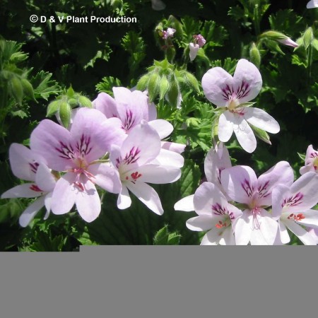 Pelargonium ‘Prince of Orange’ - geurgeranium