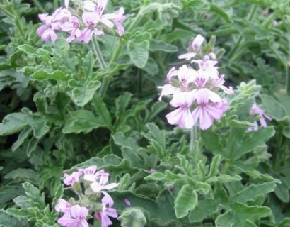 Pelargonium ‘Rober’s Lemon’ - limoengeurgeranium