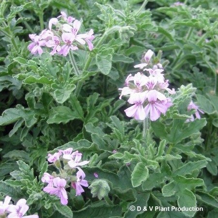 Pelargonium ‘Rober’s Lemon’ - limoengeurgeranium