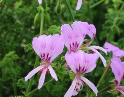 Pelargonium ‘Crispum Minor’ - citroengeranium