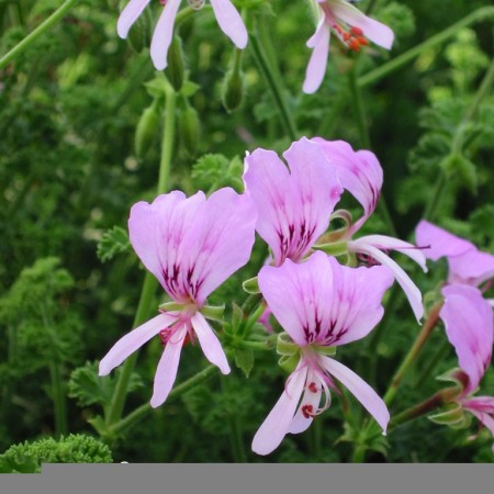 Pelargonium ‘Crispum Minor’ - citroengeranium