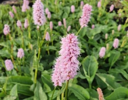 Persicaria affinis ‘Superba’ - Duizendknoop