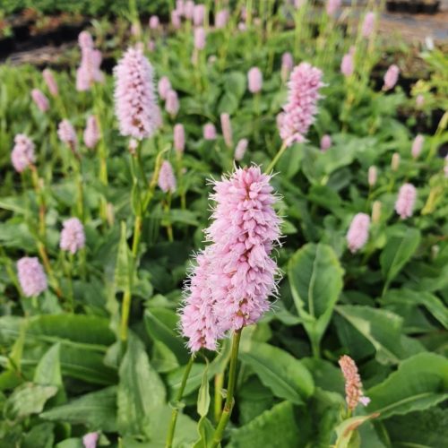 Persicaria affinis ‘Superba’ - Duizendknoop