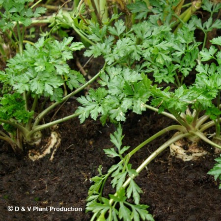 Petroselinum crispum var. tuberosum - wortelpeterselie