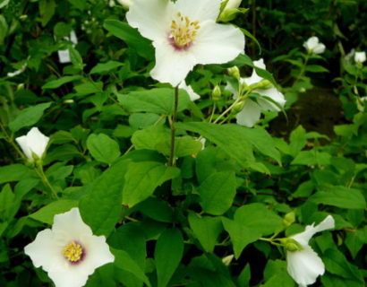 Philadelphus ‘Belle Etoile’ - boerenjasmijn