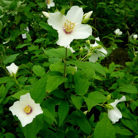 Philadelphus ‘Belle Etoile’ - boerenjasmijn