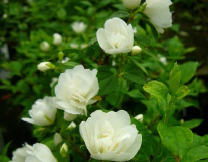 Philadelphus ‘Manteau d’Hermine’ - boerenjasmijn