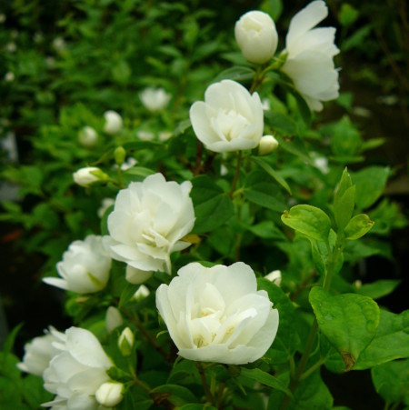 Philadelphus ‘Manteau d’Hermine’ - boerenjasmijn