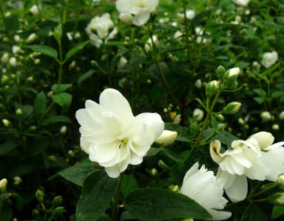 Philadelphus ‘Snowbelle’ - boerenjasmijn