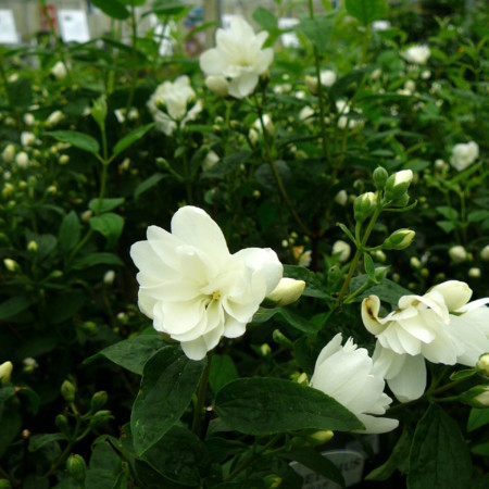 Philadelphus ‘Snowbelle’ - boerenjasmijn