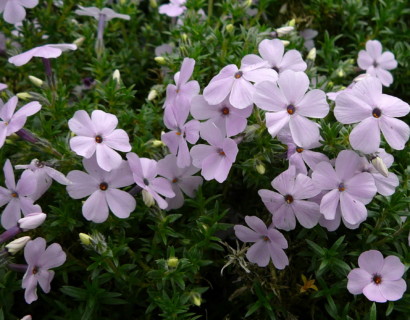 Phlox douglasii ‘Lilac Cloud’ - vlambloem
