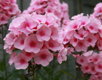 Phlox paniculata ‘Bright Eyes’ - vlambloem
