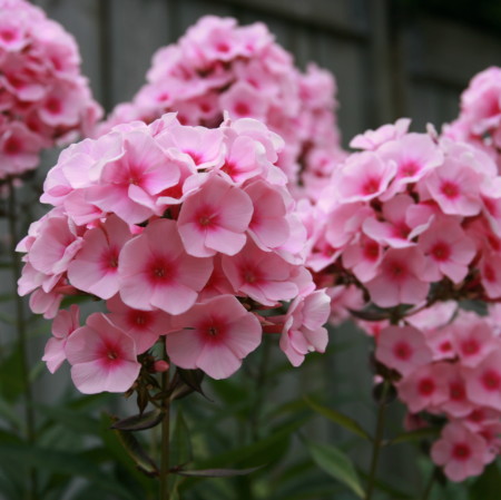 Phlox paniculata ‘Bright Eyes’ - vlambloem