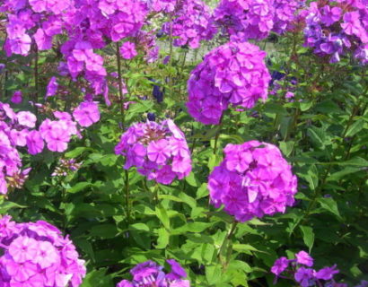 Phlox paniculata ‘Amethyst’ - vlambloem