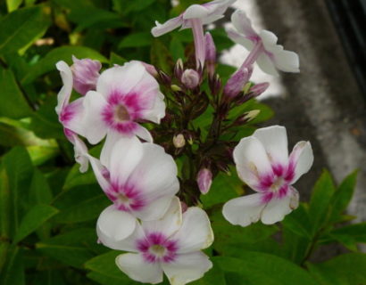 Phlox paniculata ‘Europa’ - vlambloem