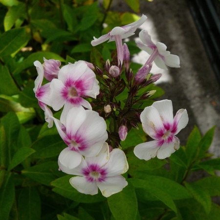 Phlox paniculata ‘Europa’ - vlambloem