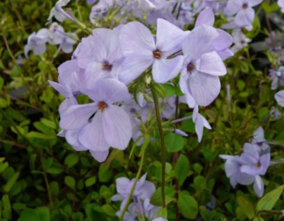 Phlox stolonifera ‘Blue Ridge’ - vlambloem