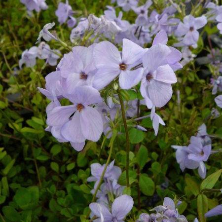 Phlox stolonifera ‘Blue Ridge’ - vlambloem