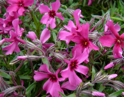 Phlox subulata ‘Atropurpurea’ - vlambloem