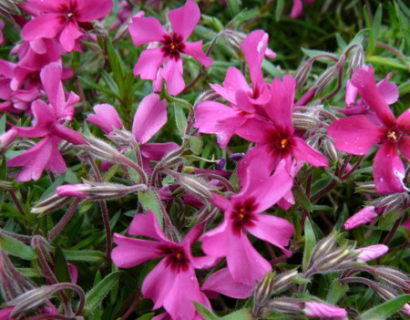 Phlox subulata ‘Atropurpurea’ - vlambloem