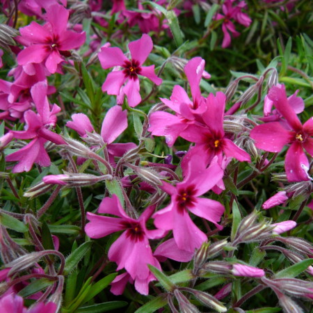 Phlox subulata ‘Atropurpurea’ - vlambloem