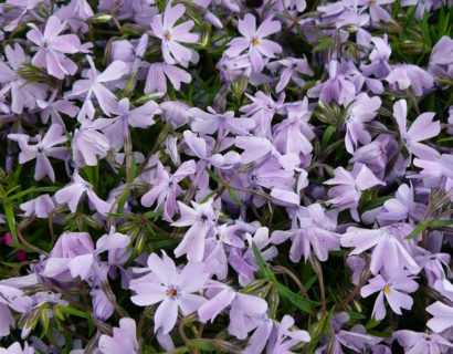 Phlox subulata ‘Emerald Cushion Blue’ - vlambloem