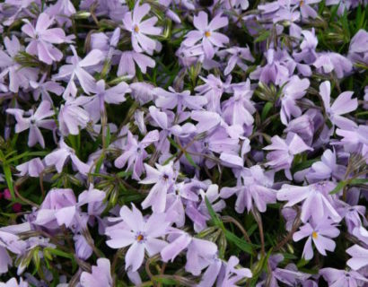 Phlox subulata ‘Emerald Cushion Blue’ - vlambloem