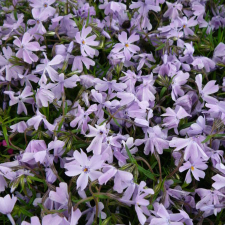 Phlox subulata ‘Emerald Cushion Blue’ - vlambloem