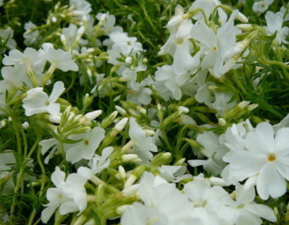 Phlox subulata ‘Maischnee’