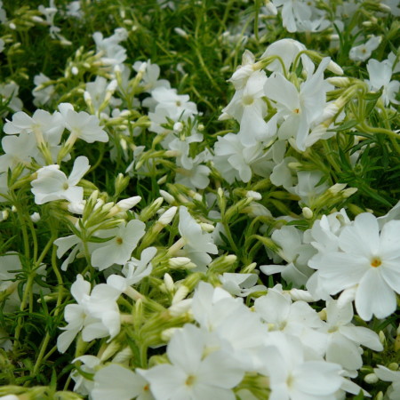 Phlox subulata ‘Maischnee’ - vlambloem