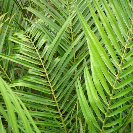 Phoenix roebelenii - dwergdadelpalm