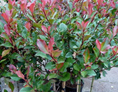 Photinia fraseri ‘Little Red Robin’ op stam - glansmispel