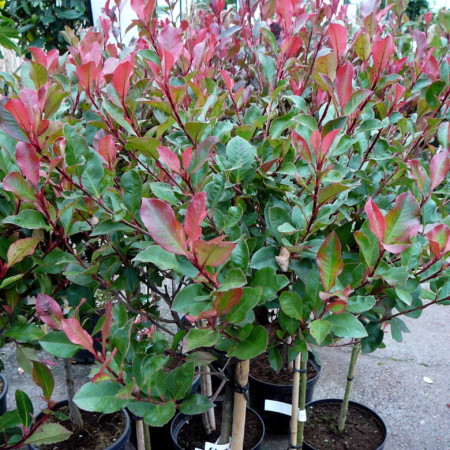 Photinia fraseri ‘Little Red Robin’ op stam - glansmispel