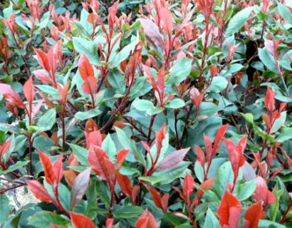 Photinia fraseri ‘Little Red Robin’ - glansmispel