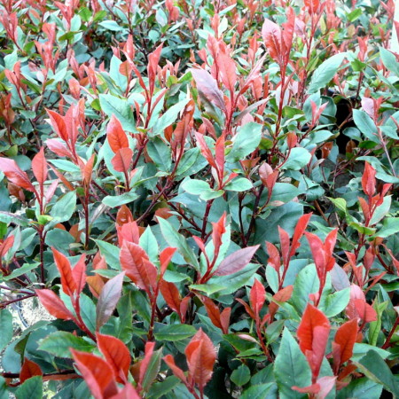 Photinia fraseri ‘Little Red Robin’ - glansmispel