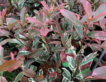 Photinia fraseri ‘Pink Marble’ - glansmispel