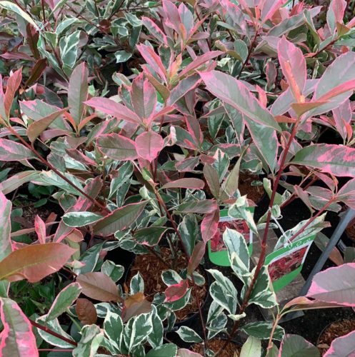 Photinia fraseri ‘Pink Marble’ - glansmispel